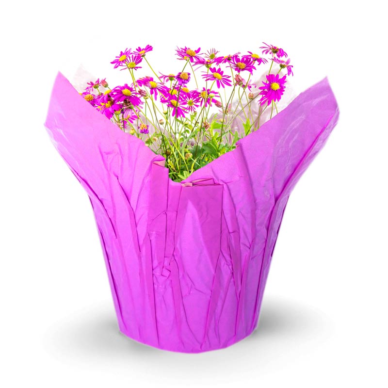 GloBlossom pot cover